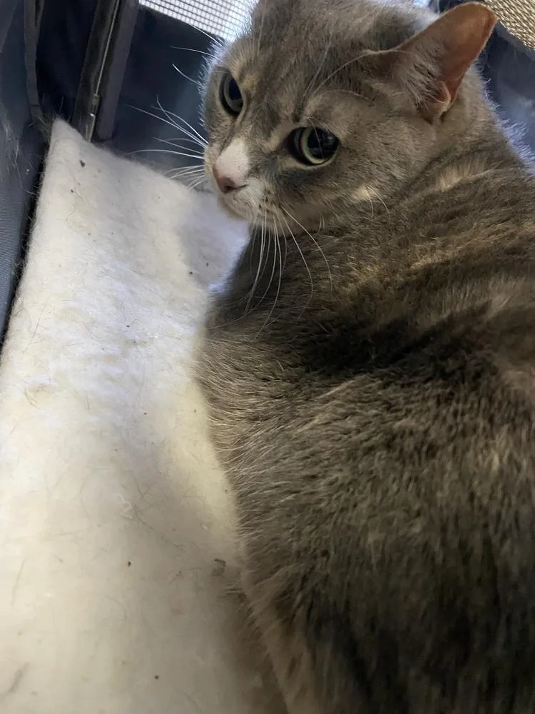 An adult large-sized female Domestic Short Hair cat named Daisy for adoption in Fort Walton Beach, FL