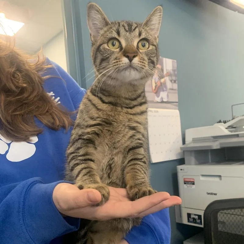 An adult medium-sized female Brown / Chocolate Domestic Short Hair cat named Choco Chip for adoption in Greensboro, NC