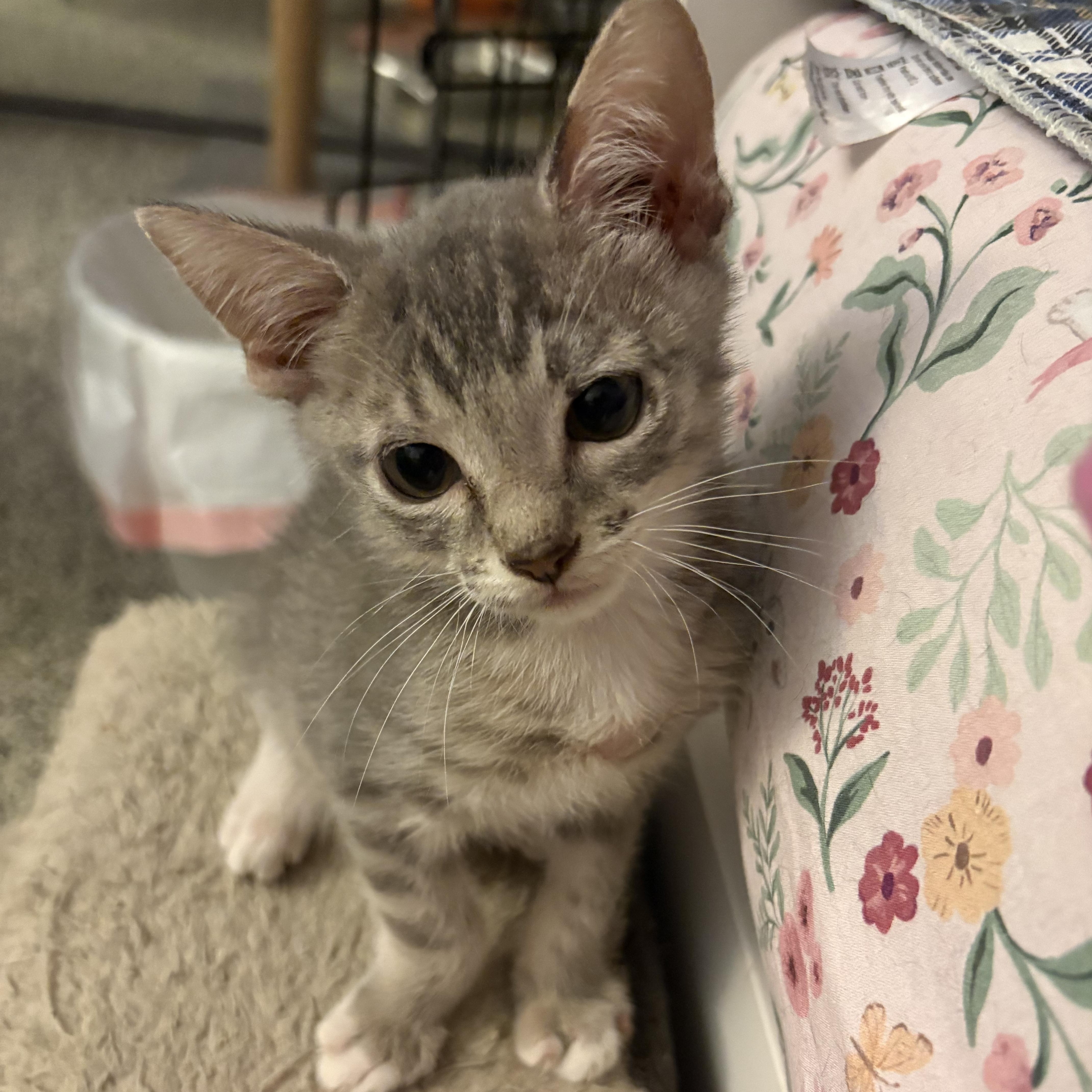 A baby medium-sized male Tabby (Gray / Blue / Silver) Domestic Short Hair cat named Charlie for adoption in Saint Pete Beach, FL