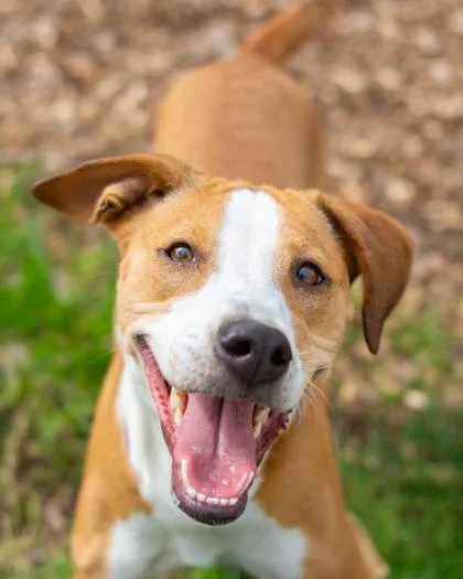 An adult medium-sized female Mixed Breed dog named Remy Shayne for adoption in Chamblee, GA