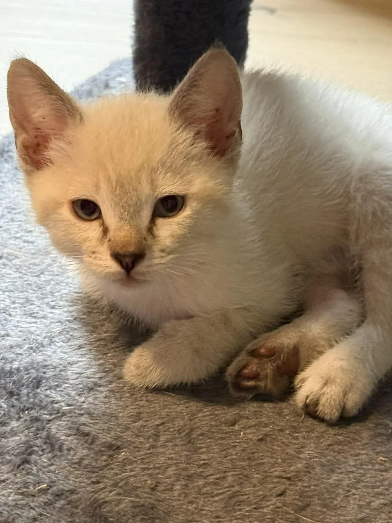 A baby small-sized female Siamese cat named Persephone for adoption in Snyder, TX