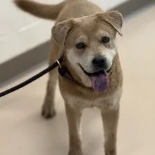 A young small-sized female Chow Chow dog named Emerald for adoption in Pine Bluff, AR