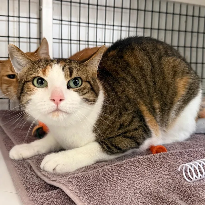 An adult medium-sized female Domestic Short Hair cat named Lilac for adoption in Ewing, NJ