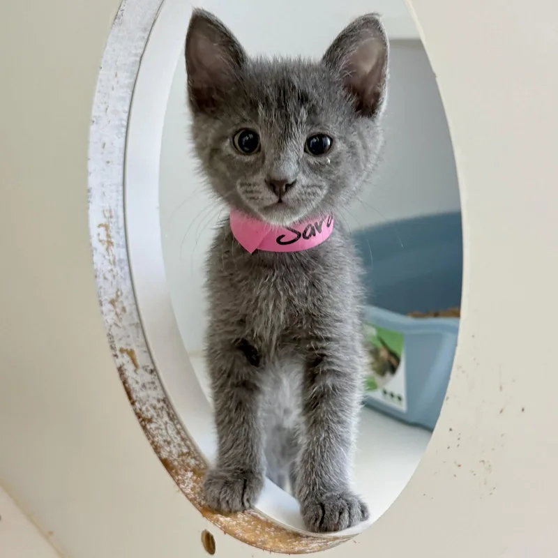 A baby small-sized male Gray / Blue / Silver Domestic Short Hair cat named Sardine for adoption in Oakland, CA