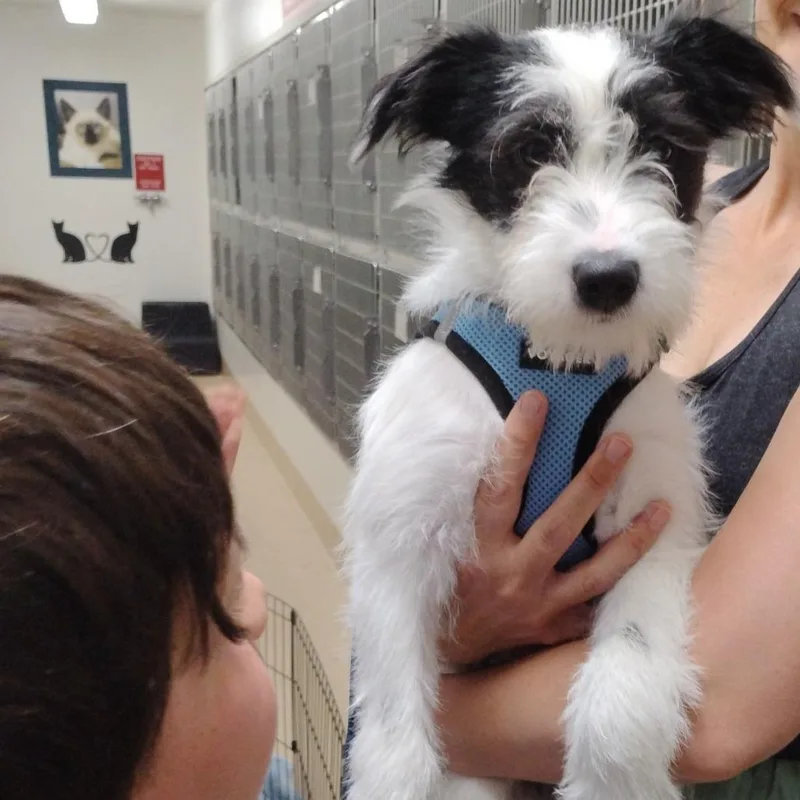 A baby small-sized male White / Cream Terrier dog named Spritz for adoption in Pleasanton, CA