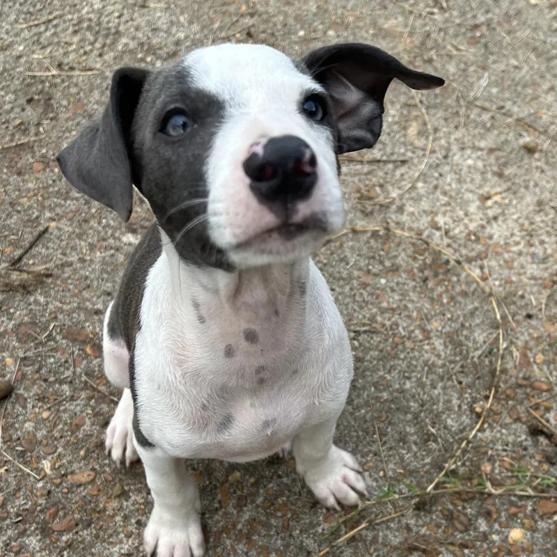 A baby small-sized male Gray / Blue / Silver Pit Bull Terrier dog named Ken for adoption in West Point, MS