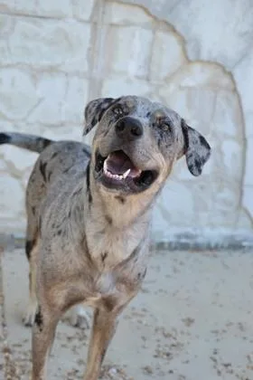 An adult large-sized male Mixed Breed dog named Kaiden for adoption in Kansas City, MO