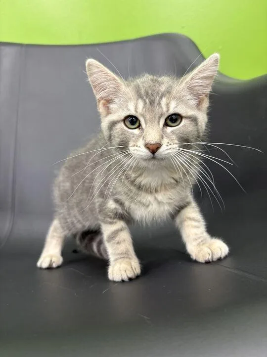 A baby small-sized female Domestic Medium Hair cat named Puddin for adoption in Jackson, MI