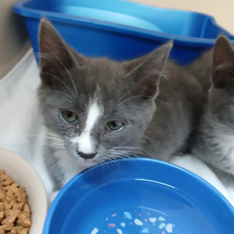 A baby small-sized male Gray / Blue / Silver Domestic Short Hair cat named Malcolm for adoption in Blue Ridge, GA