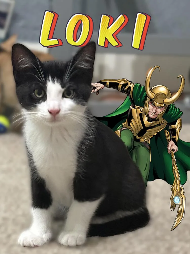 A baby small-sized male Domestic Short Hair cat named Loki for adoption in Ferndale, MI