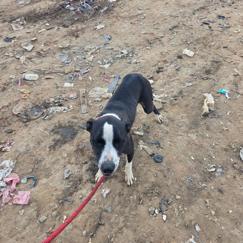A young medium-sized male Black Mixed Breed dog named StrayPineGroveWay for adoption in Columbus, GA