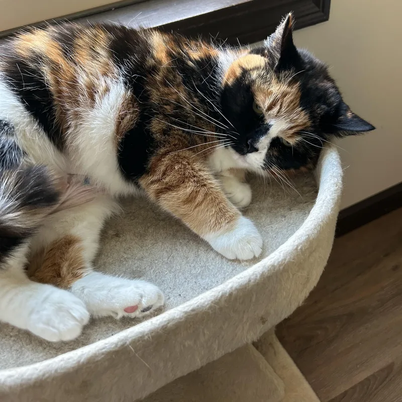 An adult medium-sized female Calico cat named Carly for adoption in Maineville, OH