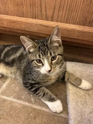 A young small-sized male Domestic Medium Hair cat named Flax for adoption in Roseville, CA
