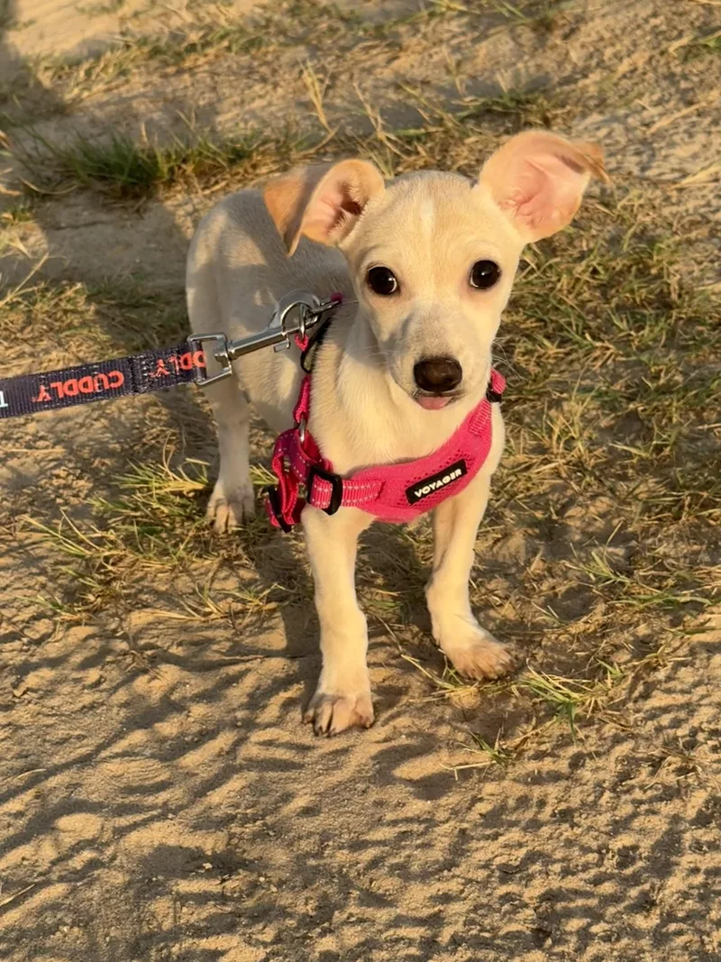 A baby small-sized female Chiweenie dog named Lollipop for adoption in San Antonio, TX