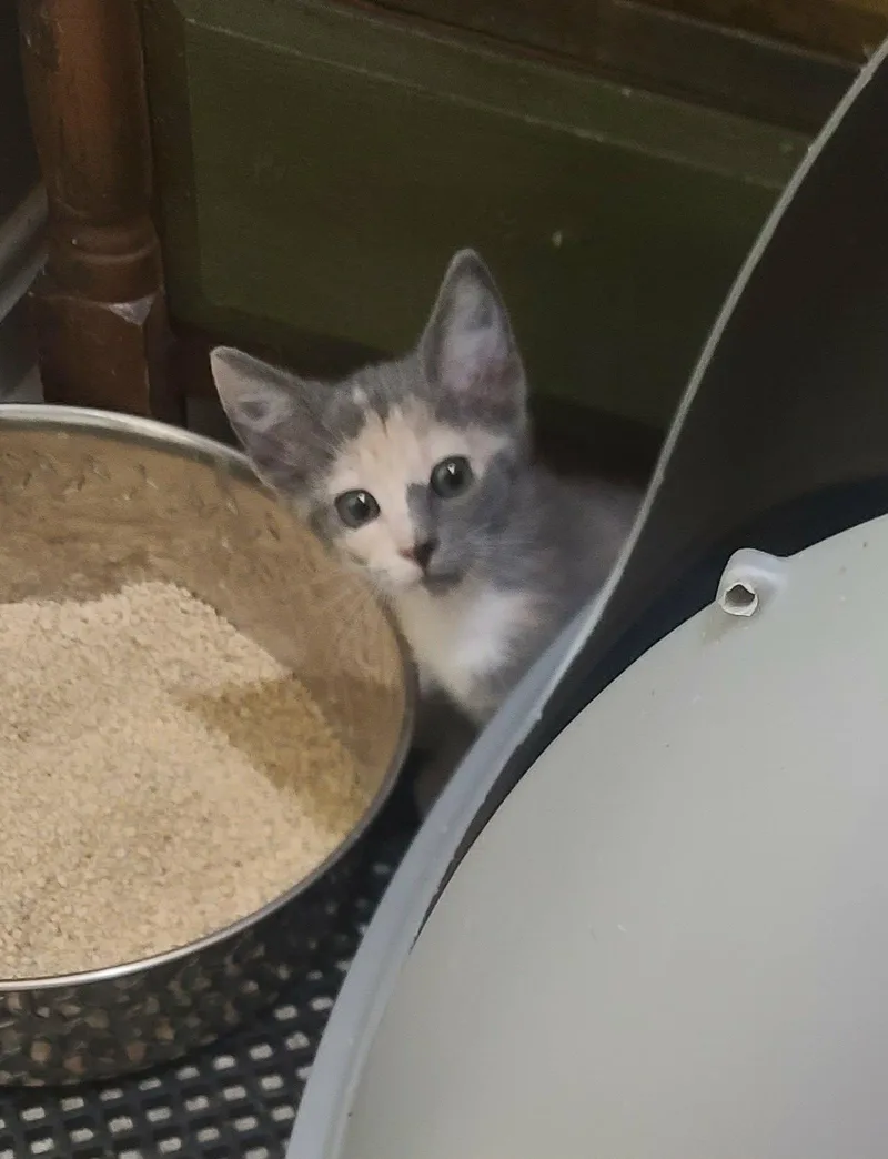 A baby small-sized female Dilute Calico cat named Krysta C Seago for adoption in Saunderstown, RI