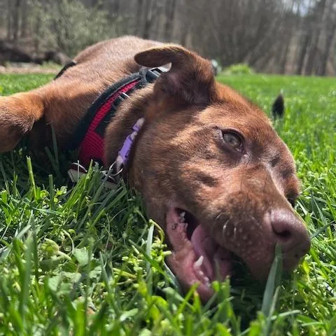 A baby medium-sized female Brown / Chocolate Labrador Retriever dog named Raven for adoption in Wake Forest, NC