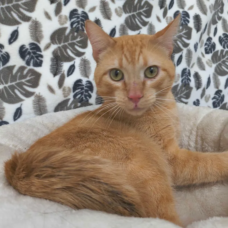 An adult large-sized male Orange / Red Domestic Short Hair cat named Nazario for adoption in Deerfield, IL
