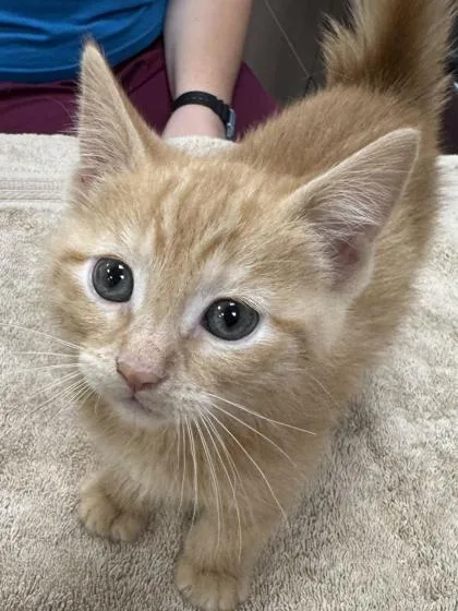 A baby small-sized female Domestic Short Hair cat named Snow Cone for adoption in Fishers, IN