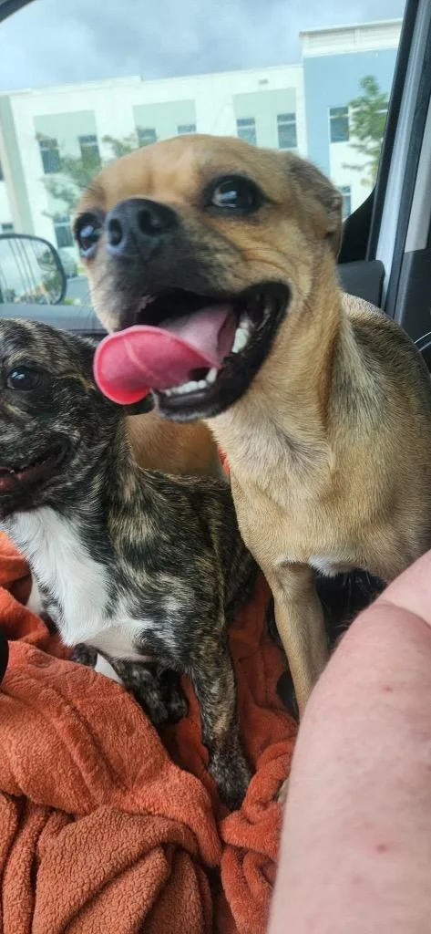 A baby medium-sized female Chihuahua dog named Bulla for adoption in Tampa, FL