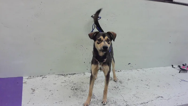 A young medium-sized female German Shepherd Dog dog named Skye for adoption in Houston, TX