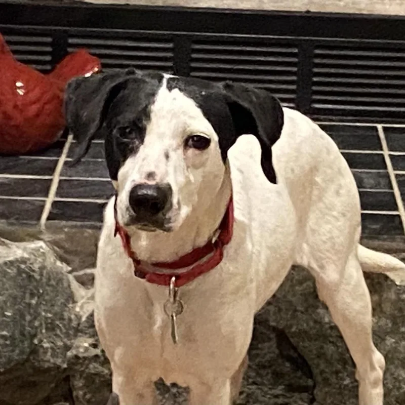 Cottontail thumbnail 2