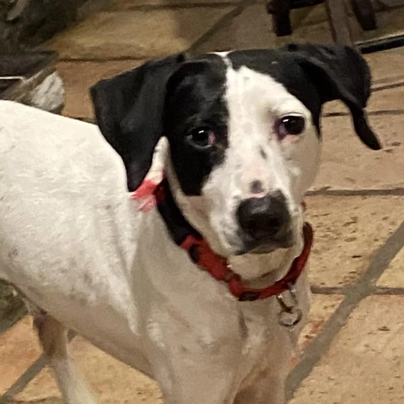 Cottontail thumbnail 5