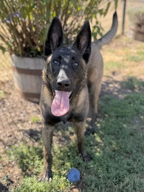 A young small-sized female Belgian Shepherd / Malinois dog named Shadow for adoption in Santa Cruz, CA