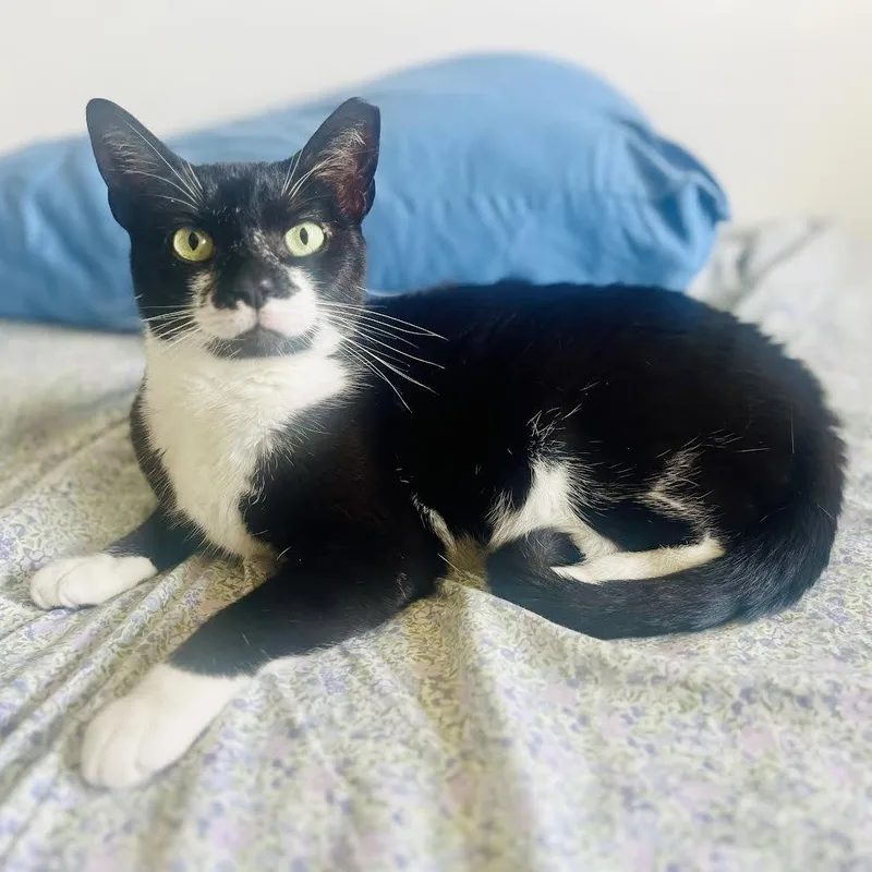 A baby large-sized female Black & White / Tuxedo Tuxedo cat named Mustache for adoption in Miami, FL