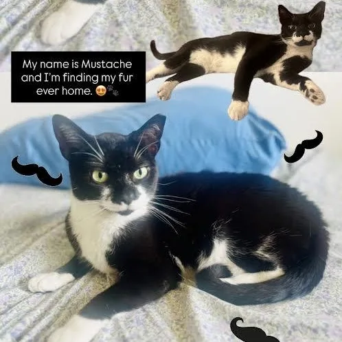 Mustache thumbnail 6