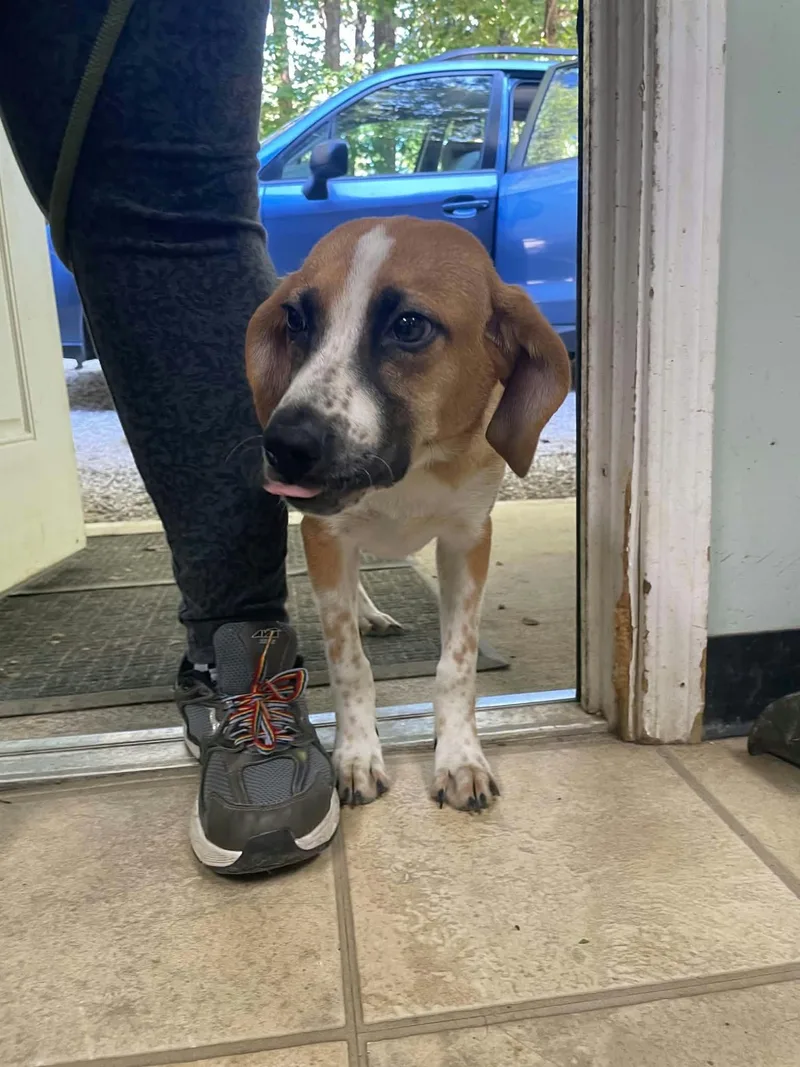 A young medium-sized male Hound dog named Johnny for adoption in Frenchburg, KY