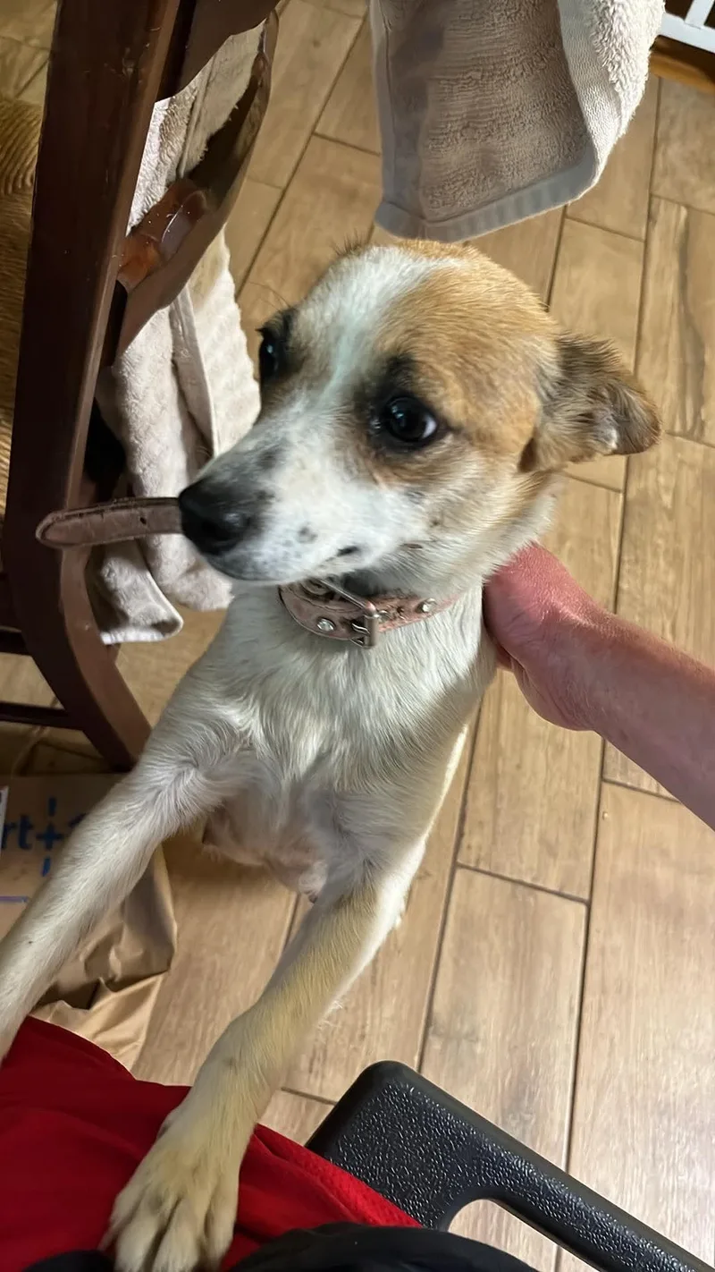 An adult small-sized female Chihuahua dog named Princess Peach for adoption in Discovery Bay, CA