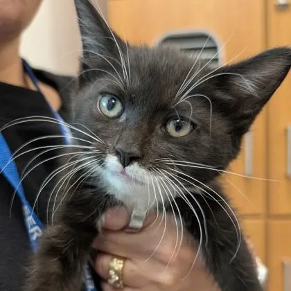 An adult small-sized female Domestic Short Hair cat named Avery for adoption in Voorhees, NJ