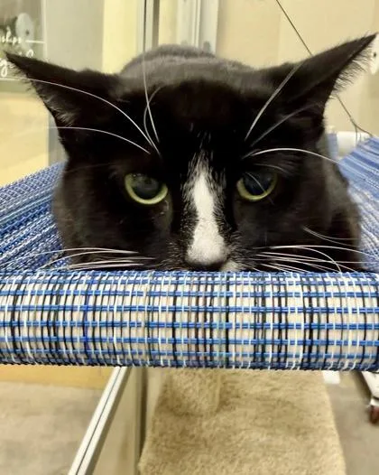 A young large-sized female Domestic Short Hair cat named Bently for adoption in San Diego, CA