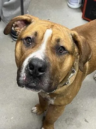 An adult large-sized male Mixed Breed dog named Biggie for adoption in West Chester, PA