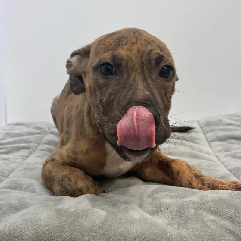 A baby small-sized female Brown / Chocolate Pit Bull Terrier dog named Bianca for adoption in Dayton, OH