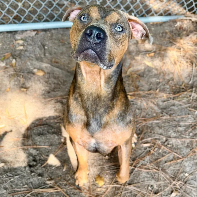 An adult large-sized male Mixed Breed dog named Acorn for adoption in Milton, FL