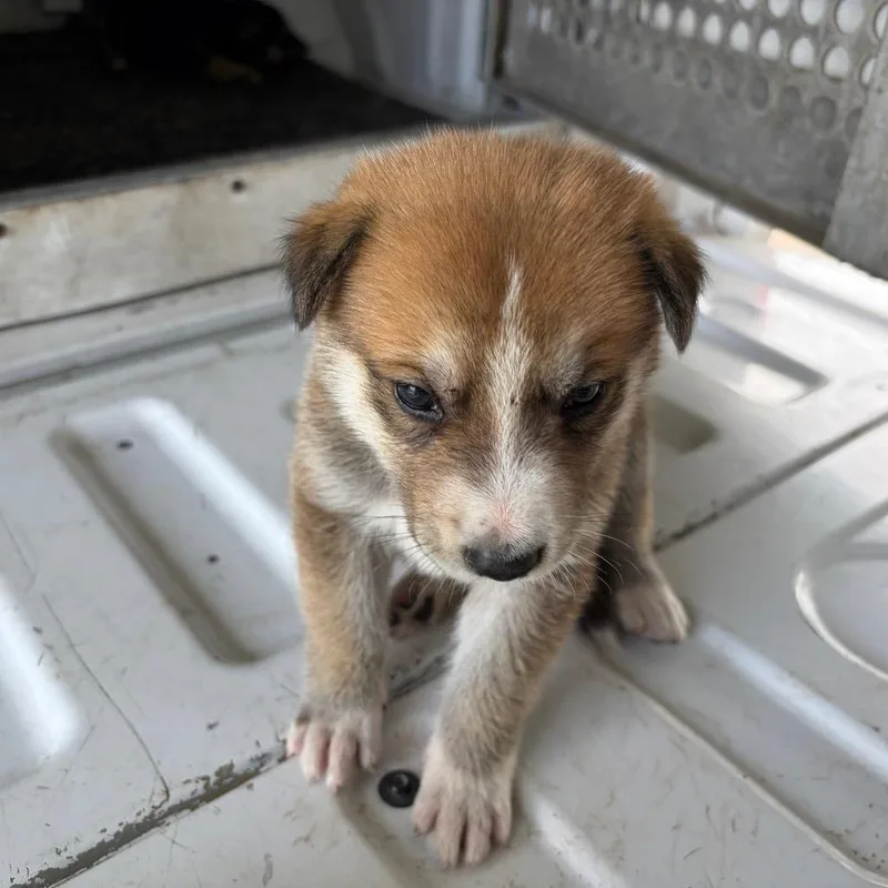 A baby small-sized male Brown / Chocolate Shepherd dog named Rubberband Jones for adoption in Edinburg, TX