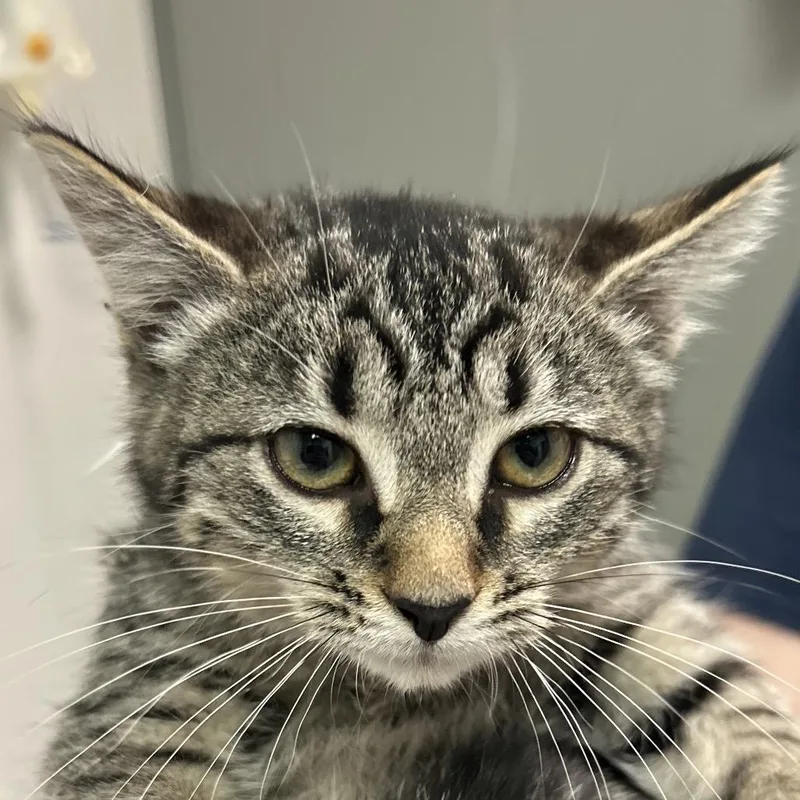 A baby small-sized female Brown / Chocolate Domestic Long Hair cat named Maki for adoption in Charleston, WV