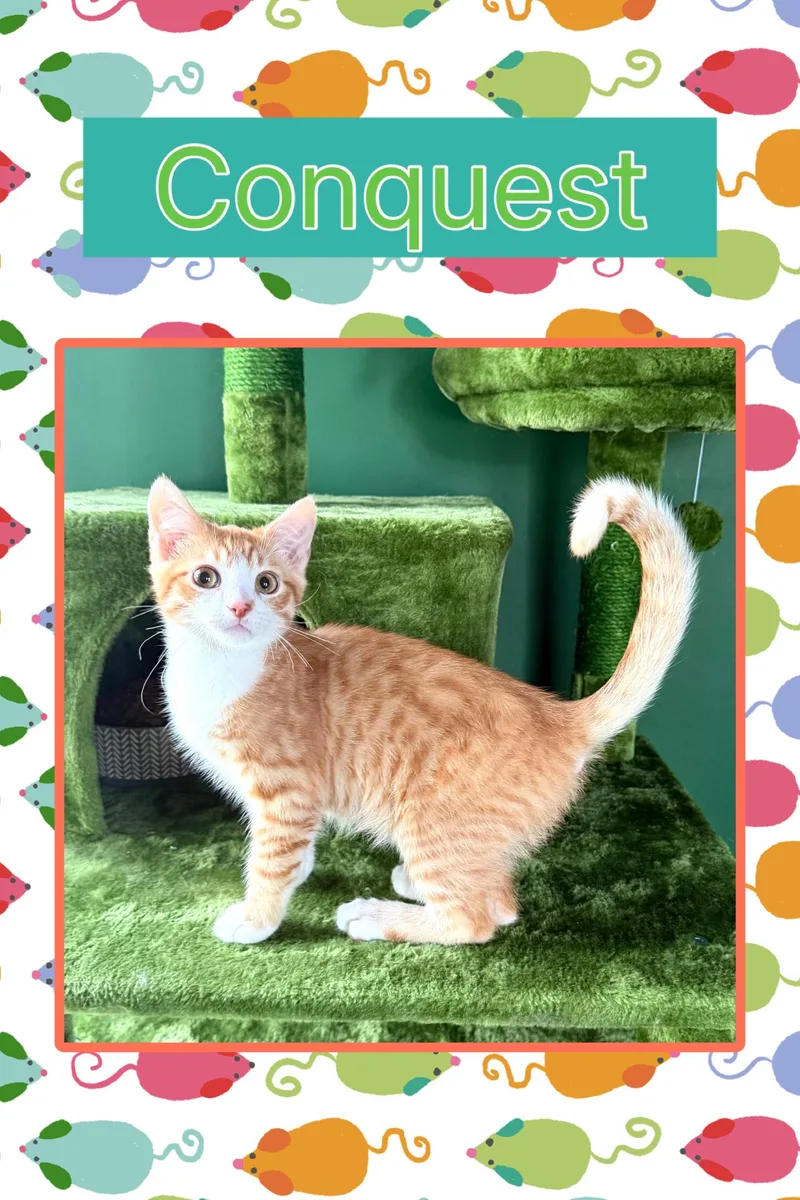 Conquest