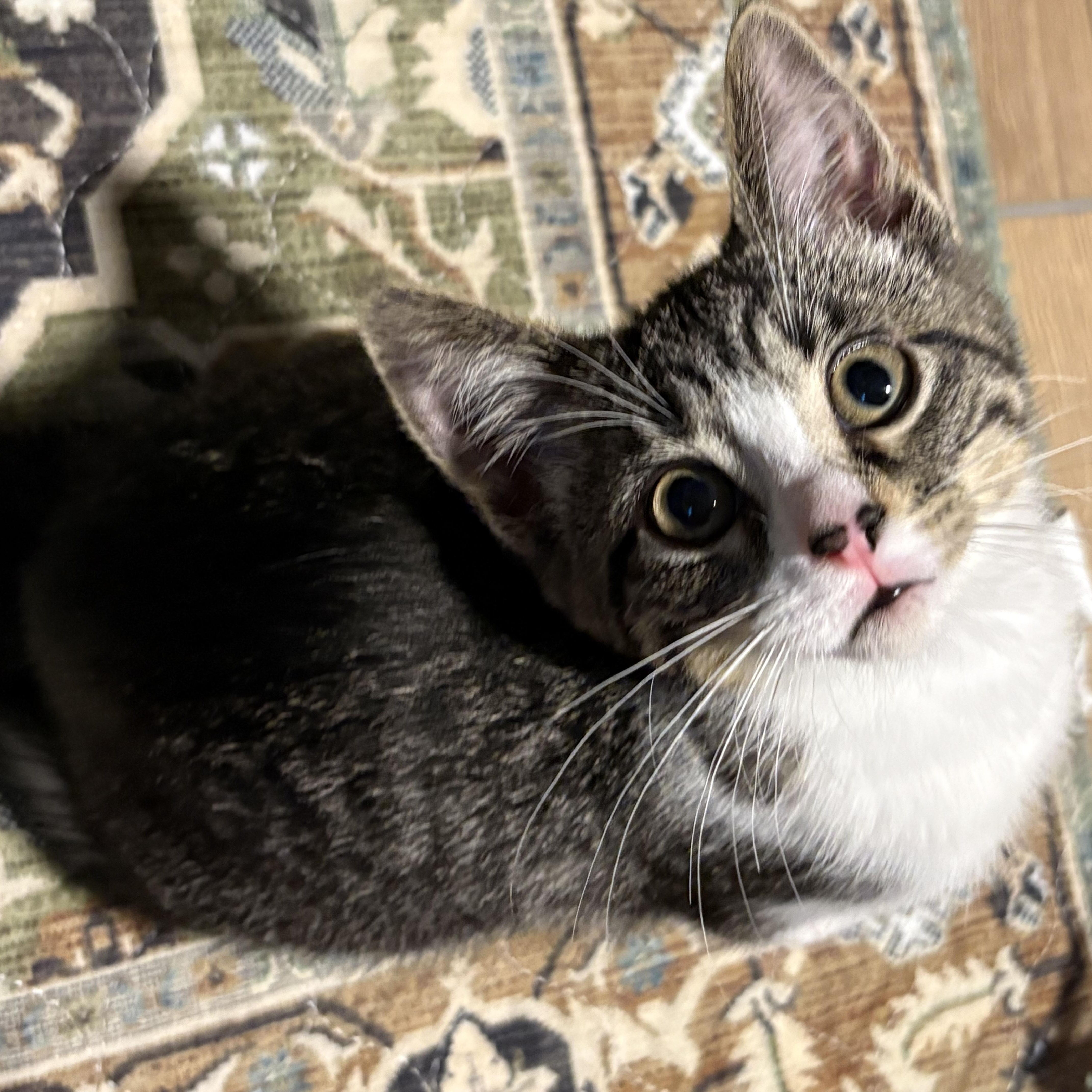 A baby medium-sized female Tabby (Gray / Blue / Silver) Domestic Short Hair cat named Butter for adoption in Royal Oak, MI
