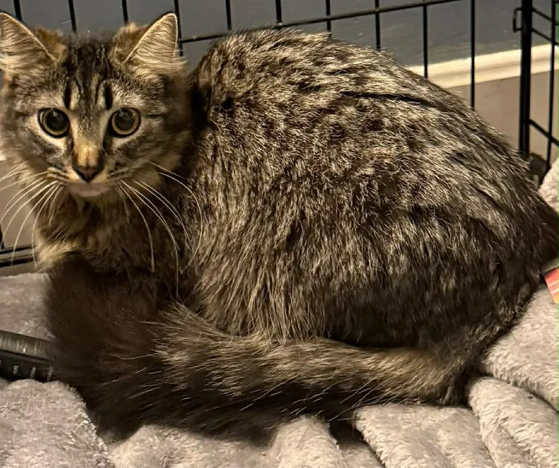 A baby small-sized female Domestic Long Hair cat named Lucy for adoption in Gorham, ME