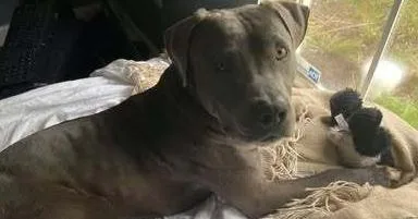 A young medium-sized male Gray / Blue / Silver Pit Bull Terrier dog named Leeroy for adoption in Indianapolis, IN