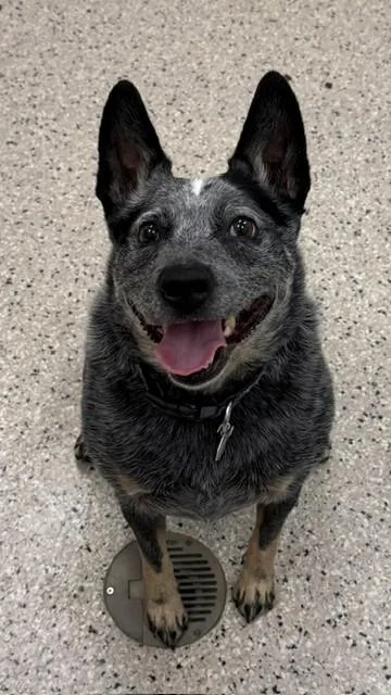 Nala