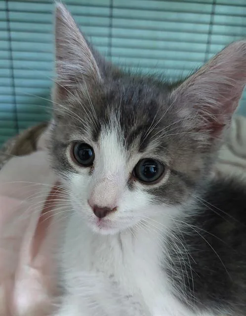 A baby small-sized female Domestic Short Hair cat named Anita for adoption in Sacramento, CA