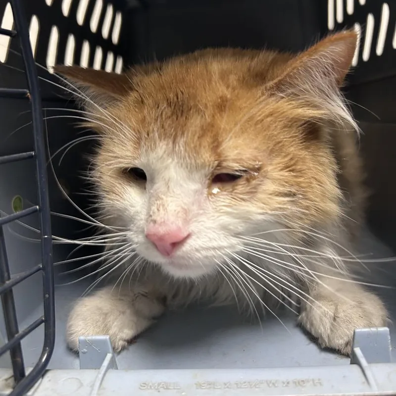 An adult medium-sized male Orange / Red Domestic Short Hair cat named Fernando for adoption in Philadelphia, PA
