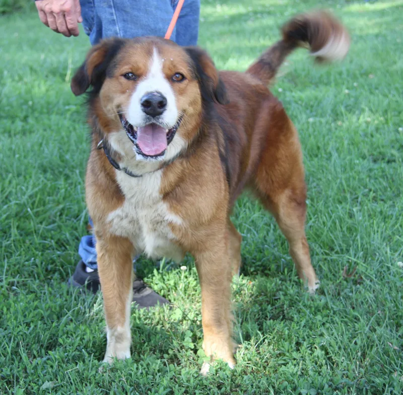 A senior large-sized male Brown / Chocolate Collie dog named Kujo for adoption in Marietta, OH