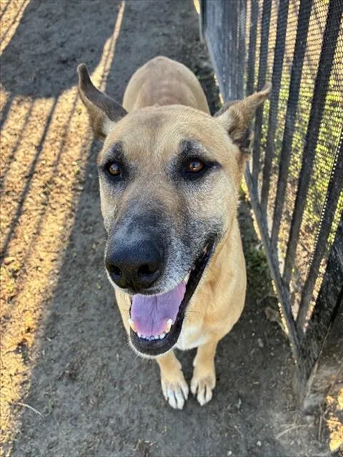 An adult large-sized female German Shepherd Dog dog named Joanna for adoption in Riverside, CA