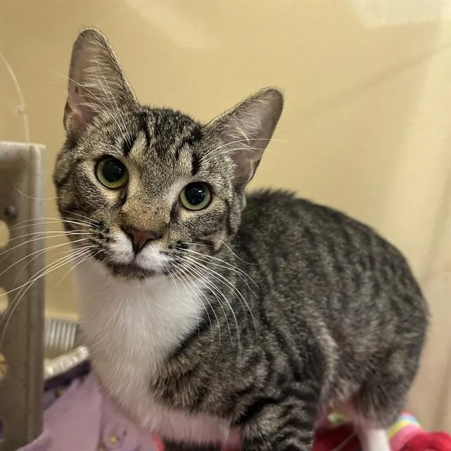 A young medium-sized male Domestic Short Hair cat named Terry for adoption in Lincolnton, NC