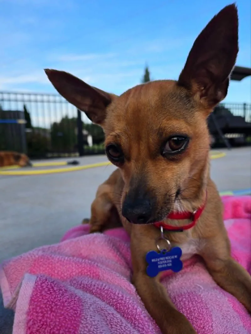 An adult small-sized female Chihuahua dog named Canela for adoption in De Pere, WI