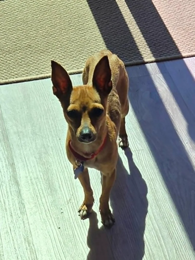 Canela thumbnail 2